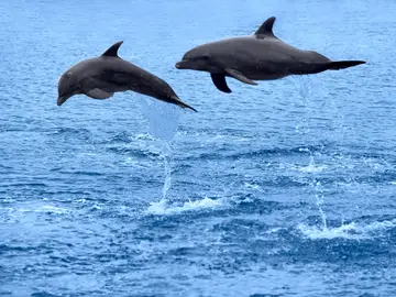 Imagen de archivo de delfines. Imagen de archivo de delfines.