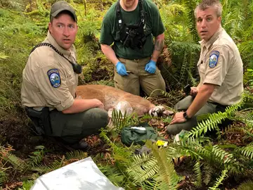 El puma sacrificado El puma sacrificado