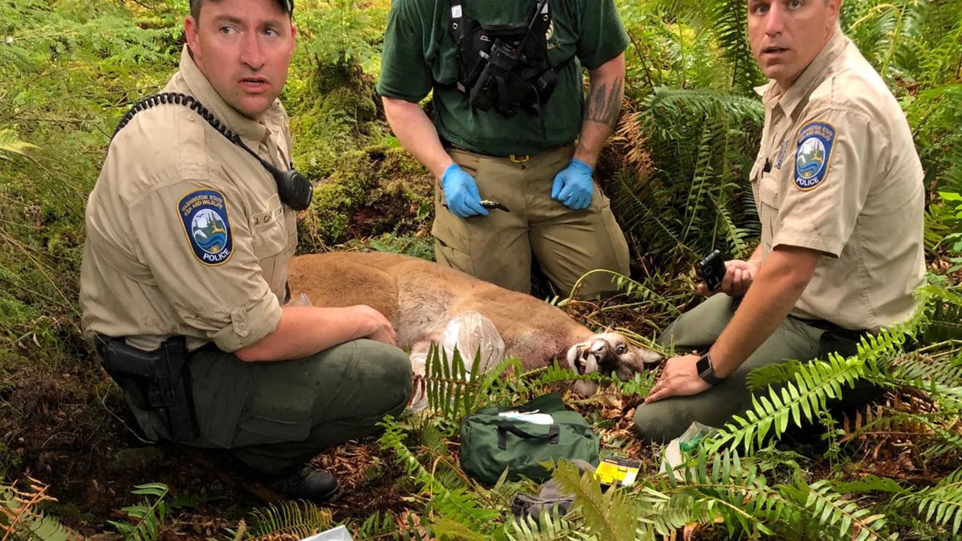 El puma sacrificado El puma sacrificado