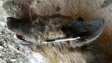 La cabeza de la criatura hallada La cabeza de la criatura hallada