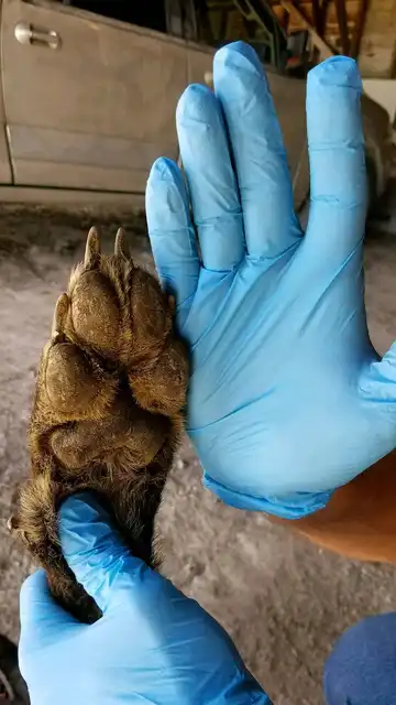 La pata de la criatura La pata de la criatura