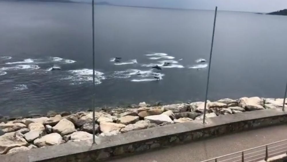 Delfines en Sanxenxo