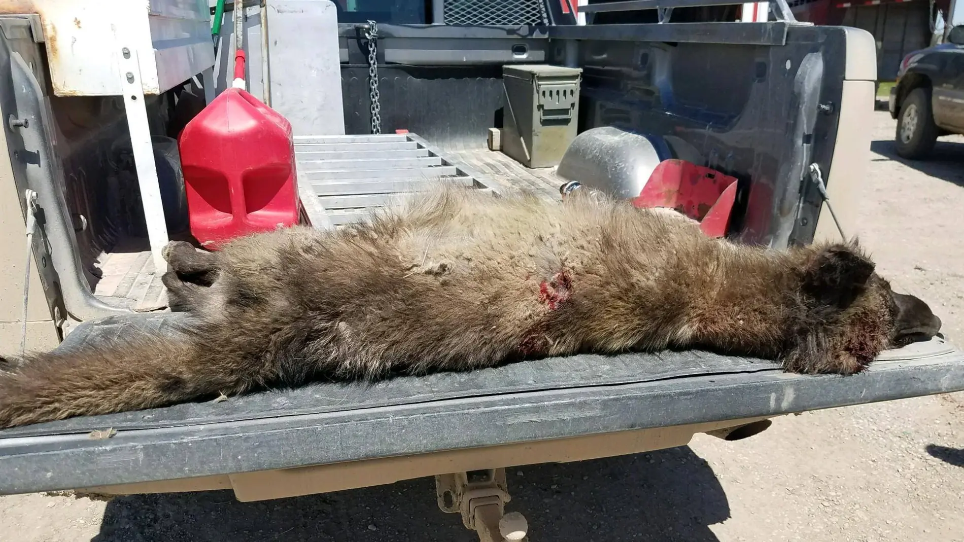 El cuerpo de la criatura El cuerpo de la criatura