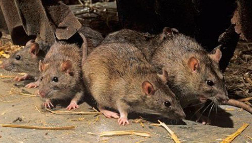 Ratas