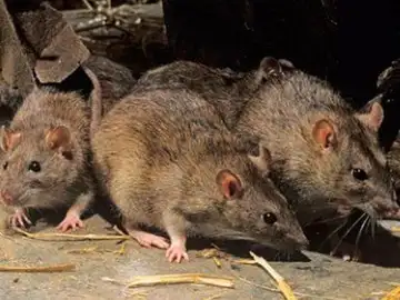 Ratas Ratas