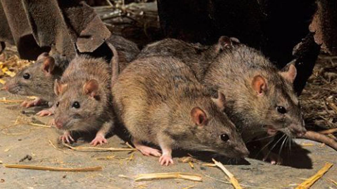 Una plaga de ratas que invade una comisaría en Sabadell