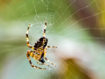 Una araña tejiendo una red para atrapar a sus presas Una araña tejiendo una red para atrapar a sus presas