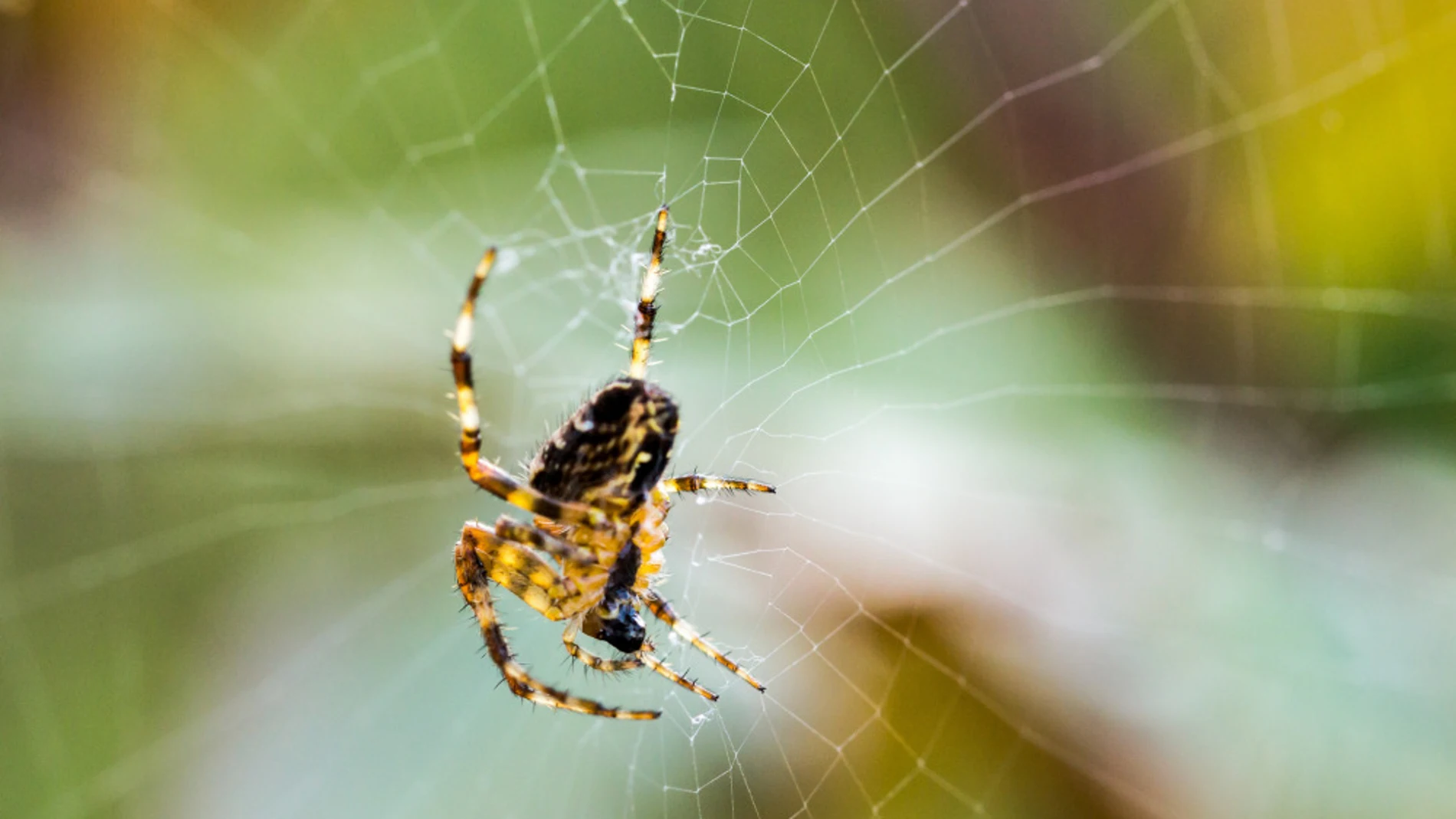 Una araña tejiendo una red para atrapar a sus presas Una araña tejiendo una red para atrapar a sus presas