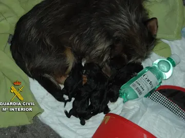 Los cachorros junto a su madre Los cachorros junto a su madre