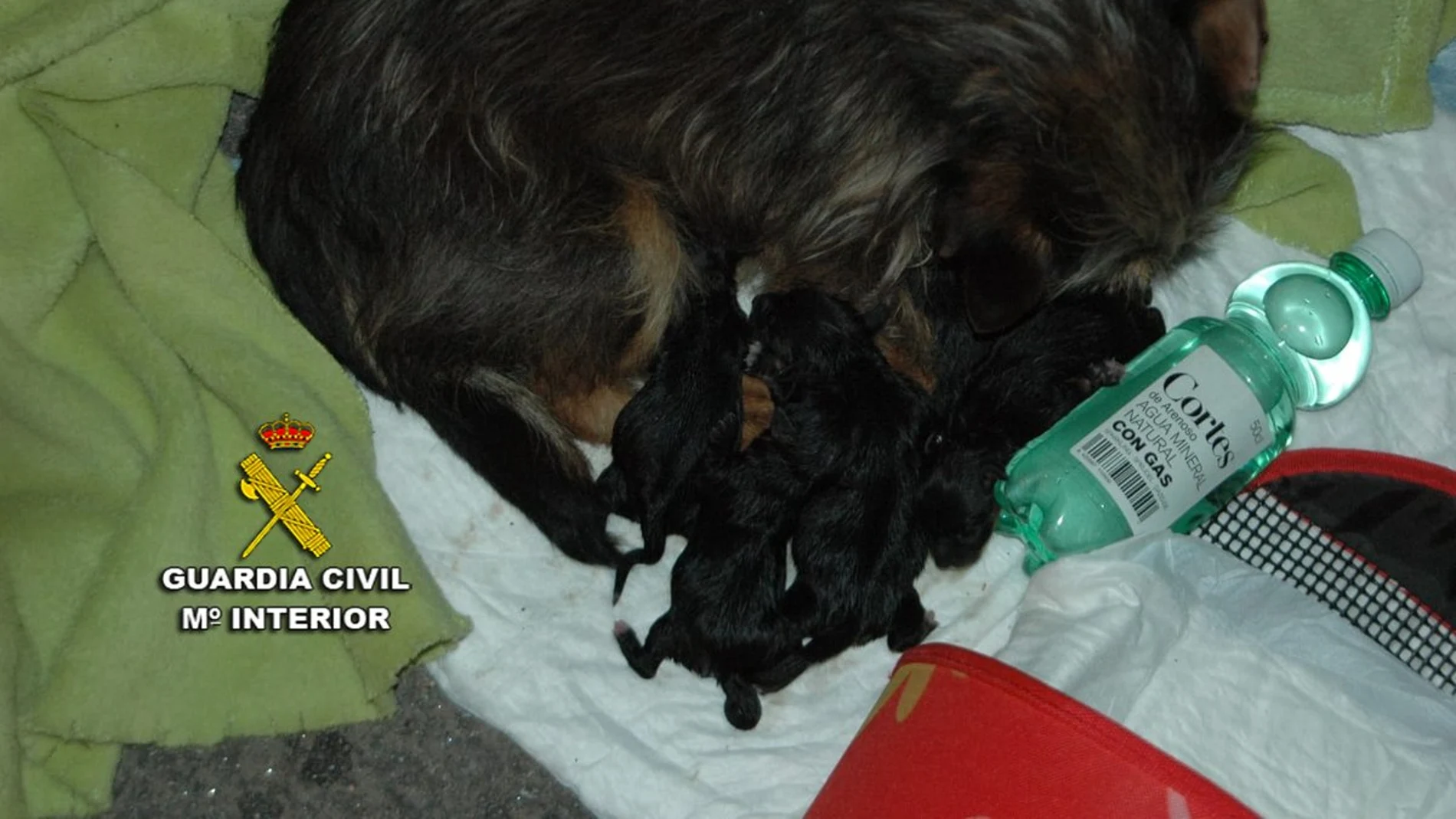 Los cachorros junto a su madre Los cachorros junto a su madre