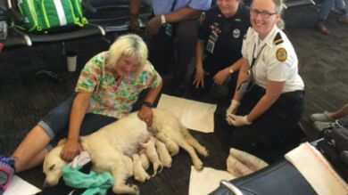 Una perra da a luz a ocho cachorros en el aeropuerto de Tampa en EEUU