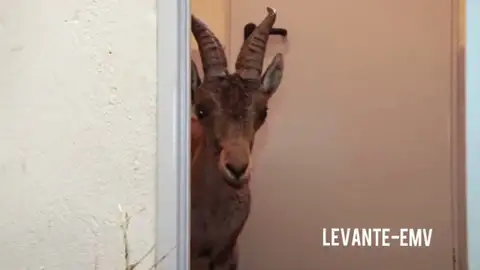 Localizan a una cabra en una frutería dos horas después de romper la luna de un autobús en Valencia Localizan a una cabra en una frutería dos horas después de romper la luna de un autobús en Valencia