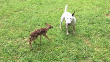 Bull terrier junto a un cervatillo