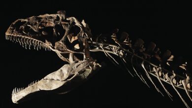 <p>Se subasta por 2 millones de euros el esqueleto de dinosaurio en la torre Eiffel</p>