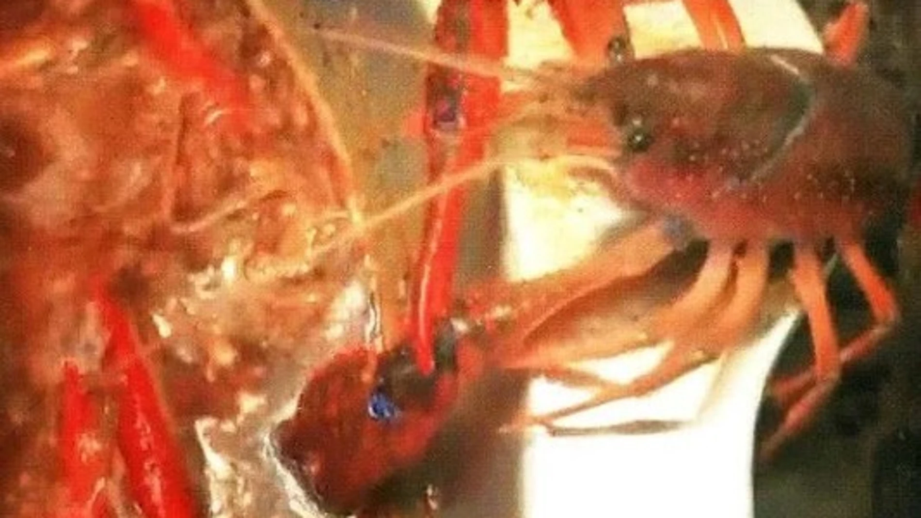 Un cangrejo de mar intenta arrancarse la pinza Un cangrejo de mar intenta arrancarse la pinza