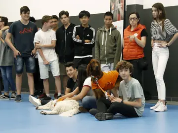 La Fundación Affinity y la Escuela Lleó XIII de Barcelona han puesto en marcha una terapia con perros La Fundación Affinity y la Escuela Lleó XIII de Barcelona han puesto en marcha una terapia con perros