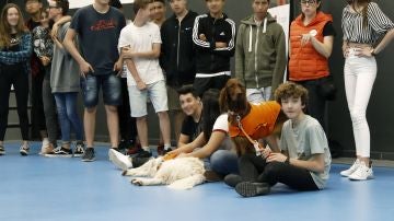  La Fundación Affinity y la Escuela Lleó XIII de Barcelona han puesto en marcha una terapia con perros