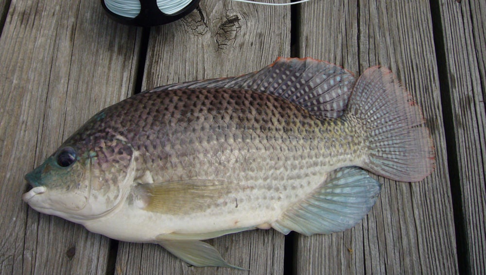Tilapia, el pez utilizado en la reconstrucción