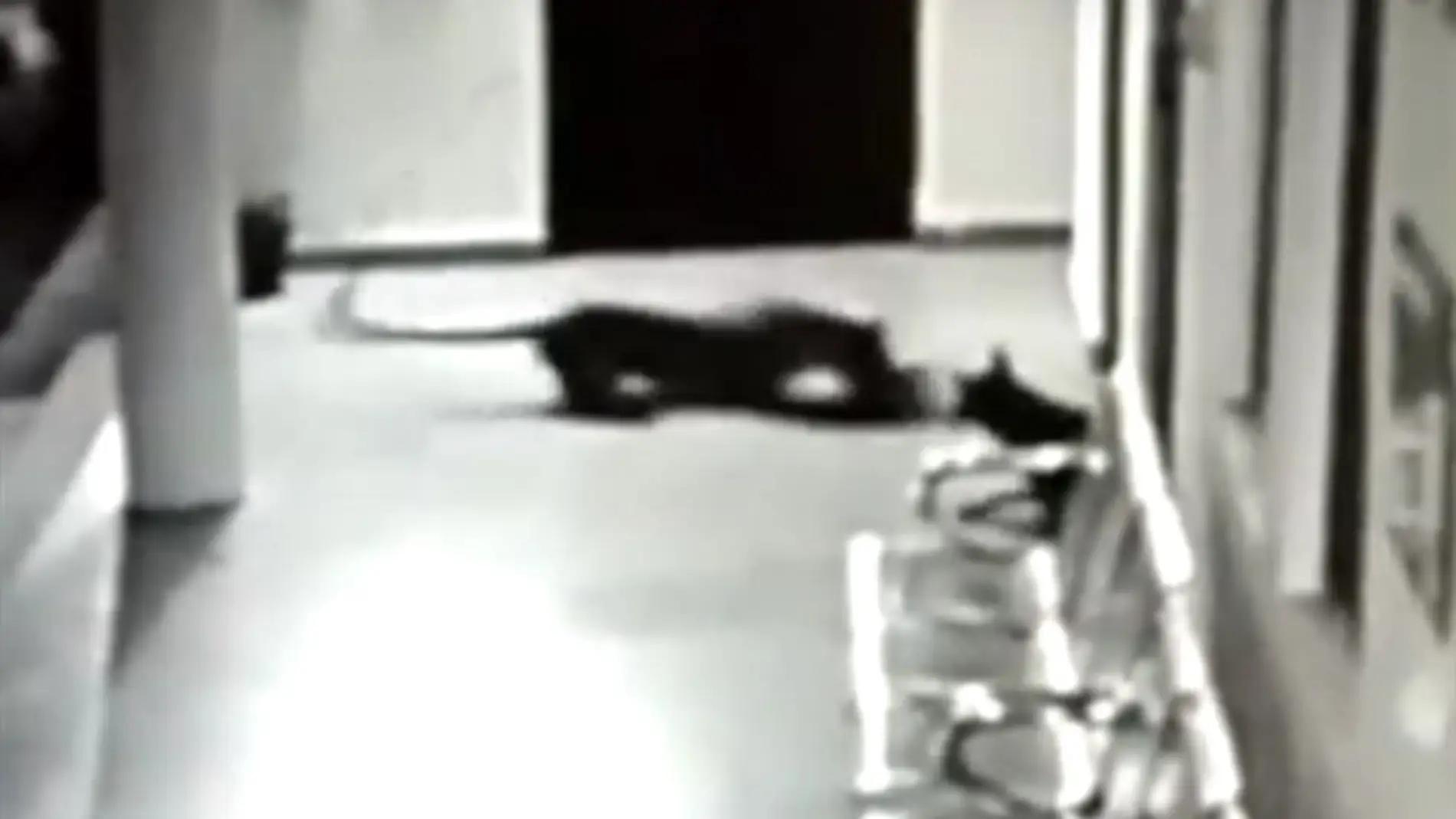 Leopardo contra una perra