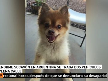 Muere un perro que viajaba en la bodega de un avión en EEUU Muere un perro que viajaba en la bodega de un avión en EEUU