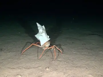 Lucha mundial contra los residuos marinos: "en 2050 habrá más plásticos que peces en el océano" Lucha mundial contra los residuos marinos: "en 2050 habrá más plásticos que peces en el océano"