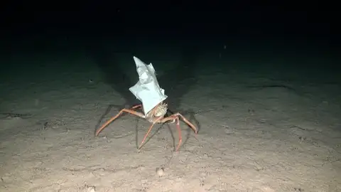 Lucha mundial contra los residuos marinos: "en 2050 habrá más plásticos que peces en el océano" Lucha mundial contra los residuos marinos: "en 2050 habrá más plásticos que peces en el océano"