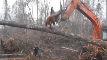 El orangután intentando frenar a la excavadora