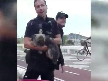 Agentes de policía evitan que un perro fuera atropellado en Las Palmas de Gran Canaria Agentes de policía evitan que un perro fuera atropellado en Las Palmas de Gran Canaria
