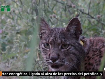 Capturado cerca de Barcelona el lince que fue avistado la semana pasada