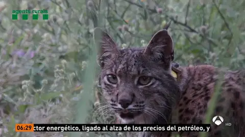 Capturado cerca de Barcelona el lince que fue avistado la semana pasada Capturado cerca de Barcelona el lince que fue avistado la semana pasada