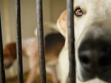 Imagen de un perro en una perrera Imagen de un perro en una perrera