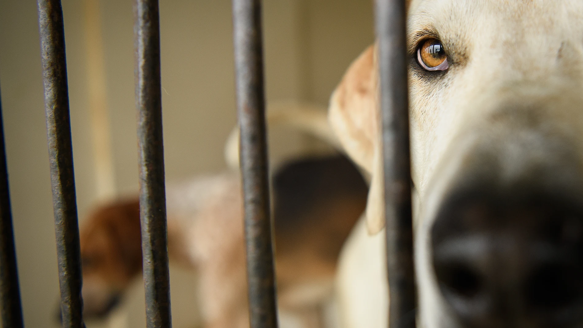 Imagen de un perro en una perrera Imagen de un perro en una perrera