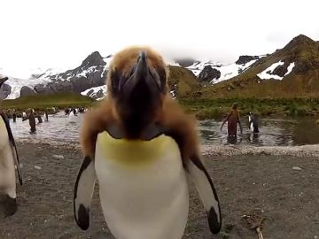 Las imitaciones de animales más virales Las imitaciones de animales más virales