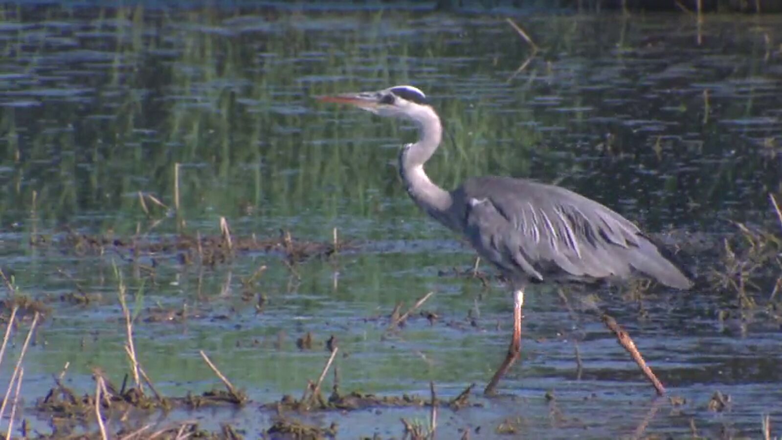 Más de 50 especies de aves vuelven al centro de Madrid gracias a un rehabilitado Manzanares