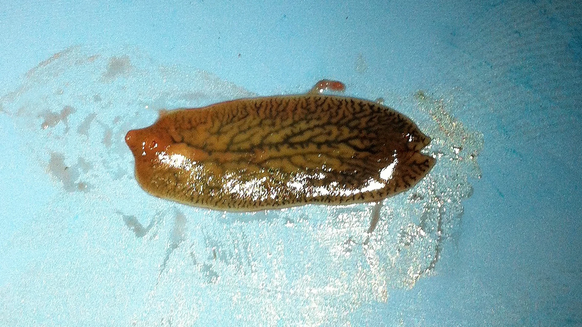 Vesiculas de gusanos parasitos para luchar contra la colitis ulcerosa Vesiculas de gusanos parasitos para luchar contra la colitis ulcerosa