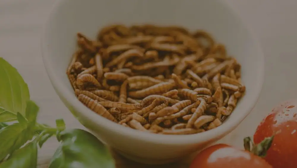 A los ricos insectos comestibles.
