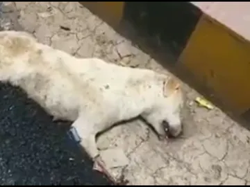 El perro atrapado por el alquitrán El perro atrapado por el alquitrán