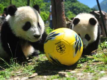 Pandas con un balón