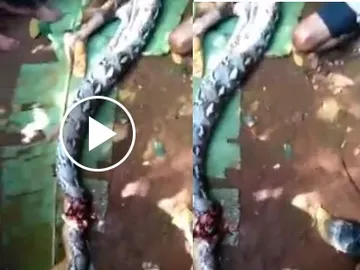 Una pitón de ocho metros se come a una mujer Una pitón de ocho metros se come a una mujer