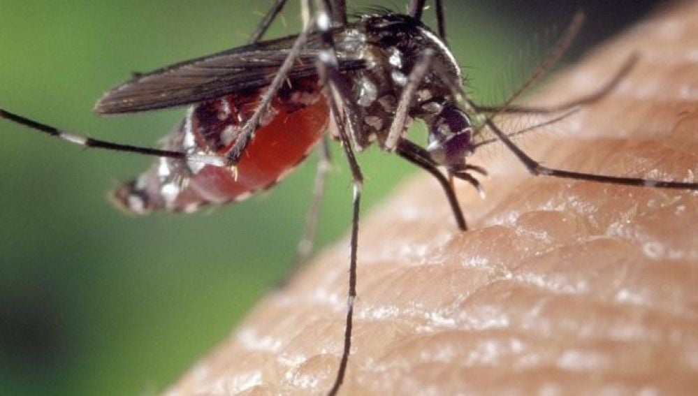 Mosquito