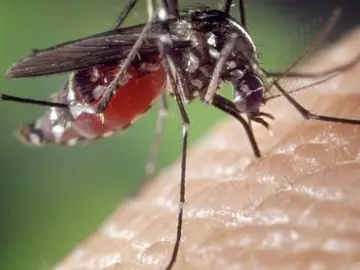 Mosquito Mosquito