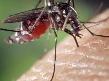 Mosquito Mosquito
