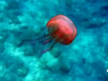 MEDUSAS MEDUSAS