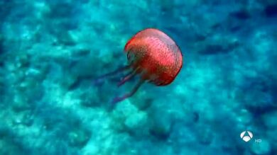 Retiran once toneladas de medusas en tres días en la Costa del Sol