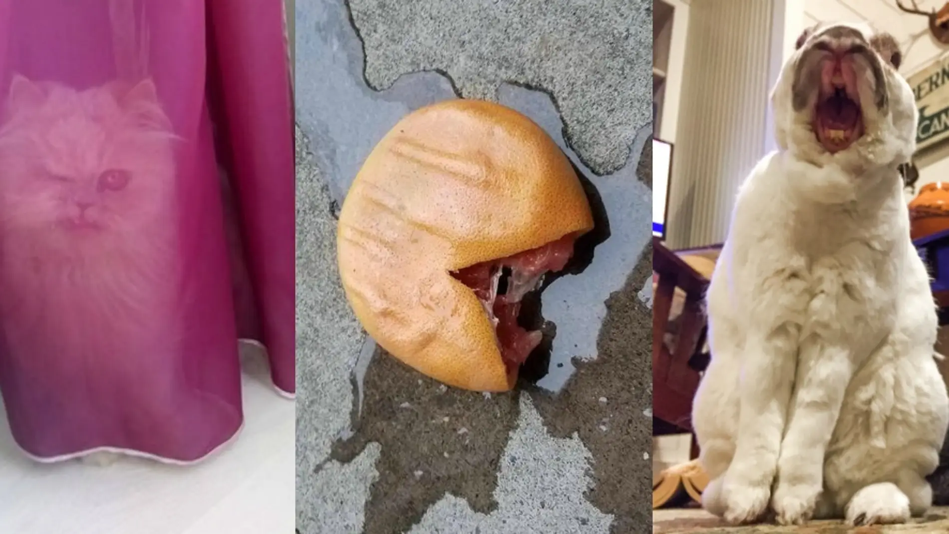 Fotos que dan miedo