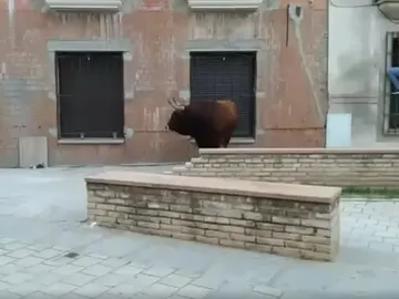 El toro sacrificado en Coria El toro sacrificado en Coria