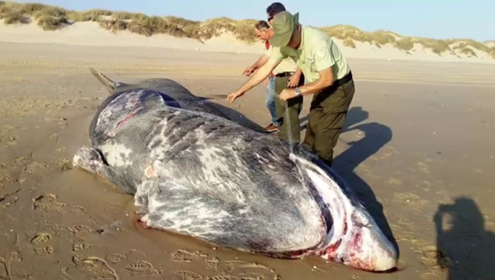 Aparece muerto un tiburón de nueve metros en la playa de Doñana
