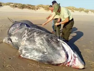 Aparece muerto un tiburón de nueve metros en la playa de Doñana Aparece muerto un tiburón de nueve metros en la playa de Doñana