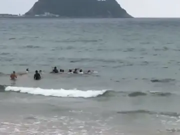 Varios bañistas consiguen liberar a una cría de ballena varada en Zarutz Varios bañistas consiguen liberar a una cría de ballena varada en Zarutz