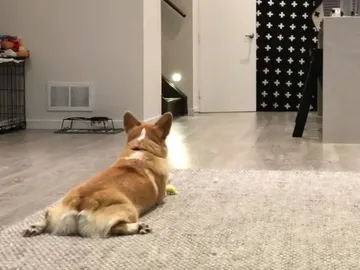 Uno de los perros del reto viral Uno de los perros del reto viral